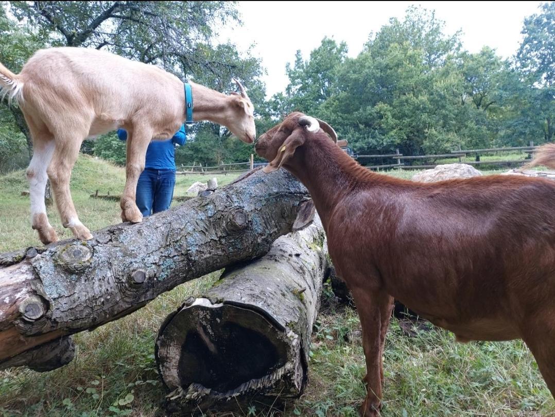 Orangerie Zimmer Gehaichnishof 7Born Maring-Noviand Esterno foto